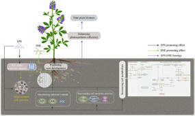 Unraveling the role of dark septate endophytes and extracellular polymeric substances in soil aggregate formation and alfalfa growth enhancement | Plant-Microbe Symbiosis | Scoop.it
