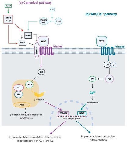 IJMS |  Wnt Signaling and Biological Therapy in Rheumatoid Arthritis and Spondyloarthritis | HTML | Rheumatology-Rhumatologie | Scoop.it