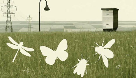 Les 5 grandes causes de la disparition des insectes sont désormais identifiées ! | Biodiversité - @ZEHUB on Twitter | Scoop.it