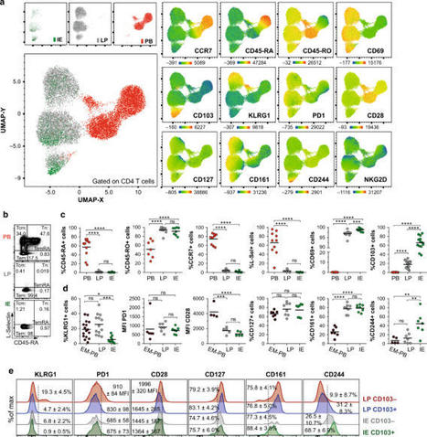 CD4 + T cells persist for years in the human small intestine and display a T H 1 cytokine profile | Mucosal Immunity | Scoop.it