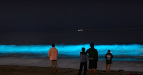 Video, photos show glowing blue waves in the South Bay | Coastal Restoration | Scoop.it