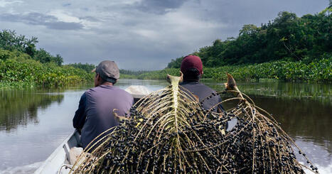 Rooted in Tradition | RAINFOREST EXPLORER | Scoop.it