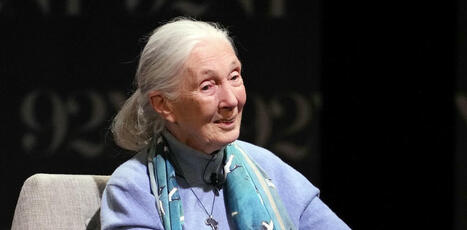 Jane Goodall, la discrète révolutionnaire dont les recherches sur les chimpanzés ont redéfini notre conception de l’humanité - The Conversation | Biodiversité | Scoop.it