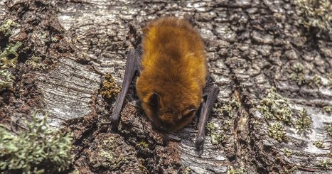 Voihan lepakko! | 1Uutiset - Lukemisen t&auml;hden | Scoop.it