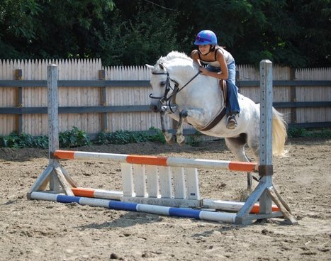 Discover Equestrian Excellence at Apple Creek Farm LLC: You’re Premier Destination for Quality Horses | Apple Creek Farm - Becky Peckham | Scoop.it