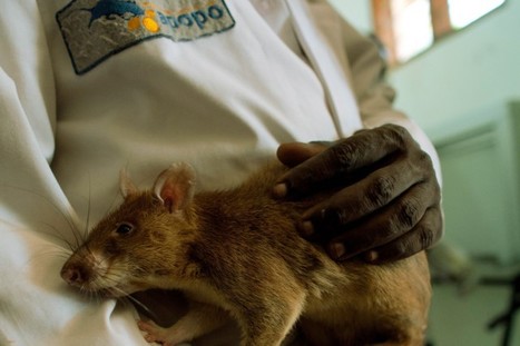 Mozambique : des rats pour détecter la tuberculose | Koter Info - La Gazette de LLN-WSL-UCL | Scoop.it