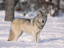 Arménie  - Campagne de chasse aux loups | Loup | Scoop.it