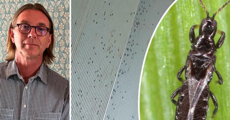 Vara invarderas av insekten Trips | 1Uutiset - Lukemisen tähden | Scoop.it
