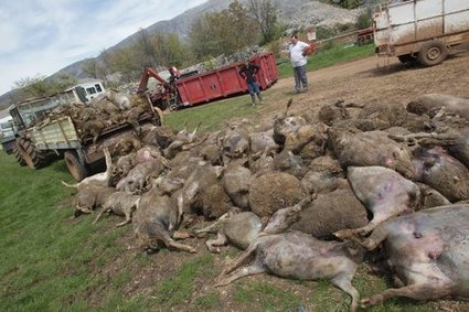 Plus de 150 brebis et agneaux tués par des chiens à Cipières | Loup | Scoop.it