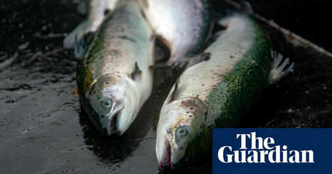 Scottish government must do more to control salmon farming, inquiry finds | Scotland | The Guardian | Microeconomics: IB Economics | Scoop.it