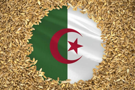ALGERIA to import over 9 million tonnes of wheat | World Grain | MED-Amin network | Scoop.it