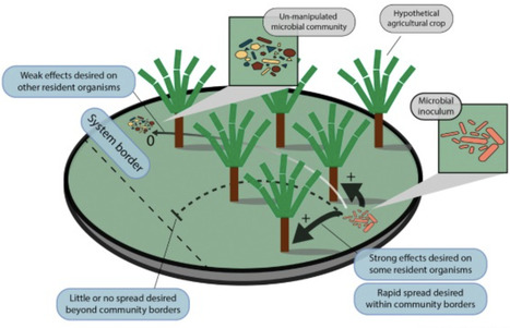 Microbial inoculants and invasions: a call to action | Tin | RMH | Scoop.it