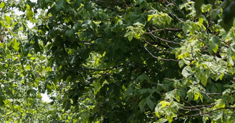 Environnement : le Sénat entendra le plaidoyer de la Voix de l’Arbre le 29 septembre prochain | Vosges Matin | La SELECTION du Web | CAUE des Vosges - www.caue88.com | Scoop.it