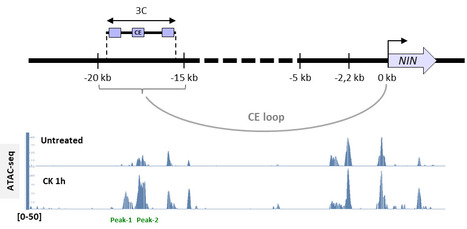 3D genome reorganization and symbiotic nodulation (IPS2 / SPS) | Plant Sciences | Scoop.it