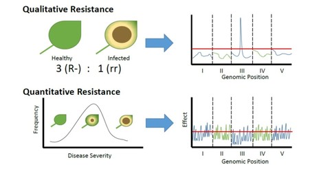 Review: Quantitative Resistance: More than just perception of a pathogen ($) | The Plant Cell | Scoop.it