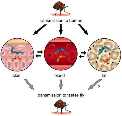 Maladie du sommeil : le parasite peut résider dans la peau et la graisse tout aussi bien que dans le sang [en anglais] | EntomoNews | Scoop.it