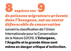 Sauvons nos rivières, Acte 2 - Migrateurs en danger - Fédération Nationale de la Pêche en France | Biodiversité | Scoop.it