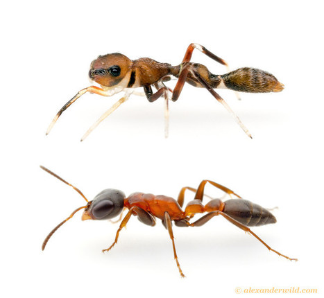Ant Mimics | Insect Archive | Scoop.it