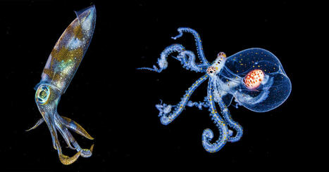 Diver Captures Beautiful Nighttime Underwater Photos and Slo-Mo Video | Soggy Science | Scoop.it
