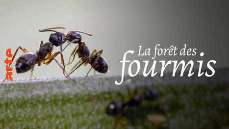 La for&ecirc;t des fourmis - Regarder le documentaire complet | Vari&eacute;t&eacute;s entomologiques | Scoop.it