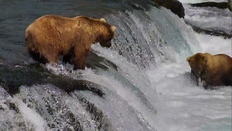 Google Earth Live: Explore.org invites you to hang out with Alaskan Brown Bears | Education 2.0 & 3.0 | Scoop.it