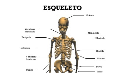 El esqueleto humano en Realidad Aumentada | aumenta.me | Realidad Aumentada | Scoop.it