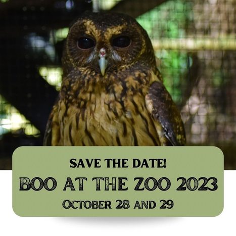 Boo at the Zoo 2023 | Cayo Scoop!  The Ecology of Cayo Culture | Scoop.it