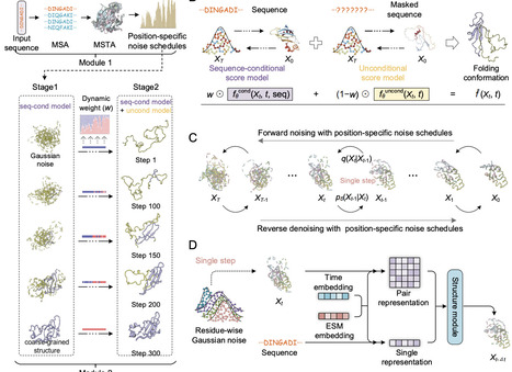 PathDiffusion: modeling protein folding pathway using evolution-guided diffusion | brvai | RMH | Scoop.it