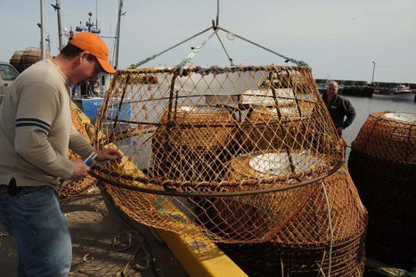 Baleines noires : La pêche au crabe perd sa certification «durable»  | Zones humides - Ramsar - Océans | Scoop.it