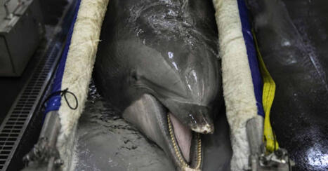 Le gouvernement veut envoyer les 12 dauphins de Marineland en Espagne | Revue de presse C&eacute;tac&eacute;s | Scoop.it