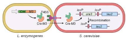 A bacterial-killing type IV secretion system as a hidden antifungal device | Sadv | RMH | Scoop.it