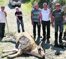 L'ours dans le Louron : des animaux retrouvés morts | Vallées d'Aure & Louron - Pyrénées | Scoop.it