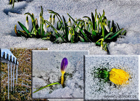 Bilder Frühlingsblumen | kostenlose-Bilder | Scoop.it