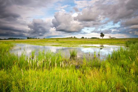Quels outils pour préserver les zones humides et protéger la ressource en eau ? | Biodiversité | Scoop.it