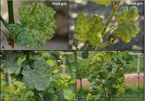 INRA - Deux nouveaux virus de vigne identifiés en France en 2015 | EntomoNews | Scoop.it