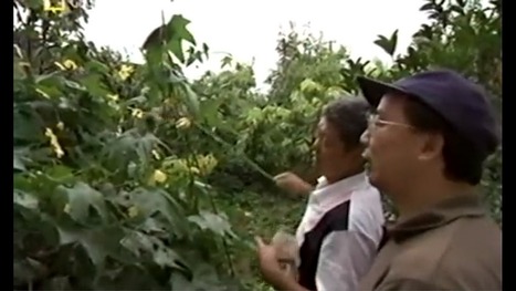 Chine : des paysans pollinisent à la main car les abeilles ont disparu | Questions de développement ... | Scoop.it