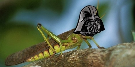 Star Wars, c'est bon pour les neurones de sauterelles | EntomoNews | Scoop.it