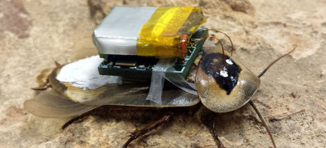 This Cyborg Cockroach's Nervous System Is Hardwired for Remote Control | Strange days indeed... | Scoop.it
