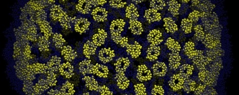 The Lurker: How A Virus Hid In Our Genome For Six Million Years | Science News | Scoop.it