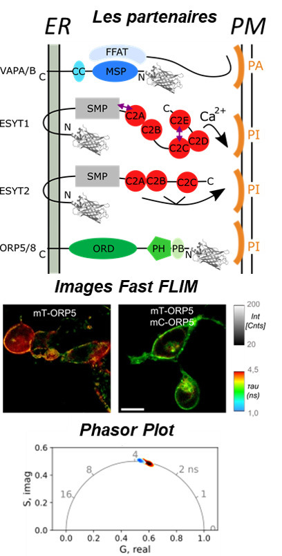 Imagerie FRET-FLIM quantitative pour analyser l&rsquo;organisation des prot&eacute;ines dans la membrane du r&eacute;ticulum endoplasmique | Life Sciences Universit&eacute; Paris-Saclay | Scoop.it