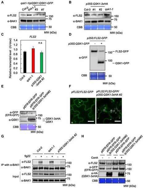The Plant Cell: Leucine-rich repeat receptor kinase QSK1 regulates PRR-RBOHD complexes targeted by the bacterial effector HopF2Pto (2024) | Publications from The Sainsbury Laboratory | Scoop.it