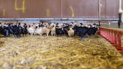 GRIPPE AVIAIRE : La filière fournira en quantité suffisante des volailles festives pour les Français à Noël | EUROPES | Scoop.it