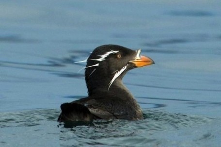 The Biomimicry Manual: How Does Nature Make Saltwater Drinkable? | Rainforest CLASSROOM | Scoop.it