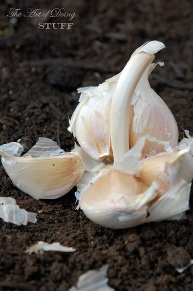 How to Plant Garlic - Now’s the time! | Gardening Life | Scoop.it