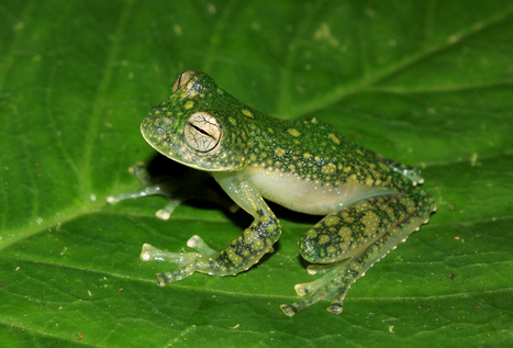 See-Through Frogs With Green Bones Discovered in Peru | RAINFOREST EXPLORER | Scoop.it