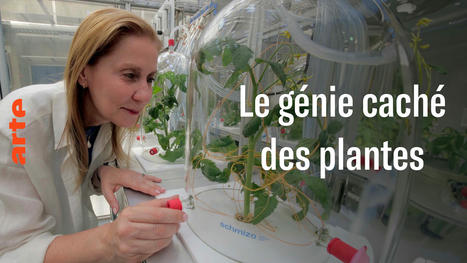 [Podcast]Le génie caché des plantes - Sciences | SCIENCES DU VEGETAL | Scoop.it