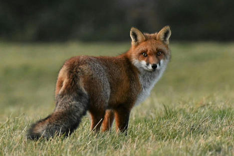 "Ça suffit de détruire la faune sauvage" : dans le Puy-de-Dôme, ils veulent protéger les renards | Variétés entomologiques | Scoop.it