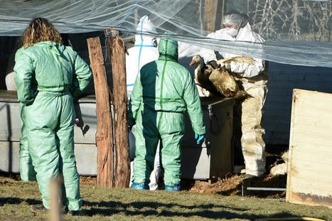La grippe aviaire de retour dans le Morbihan | Toxique, soyons vigilant ! | Scoop.it