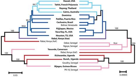 Historique de la domestication et l'expansion du moustique Aedes aegypti | EntomoNews | Scoop.it