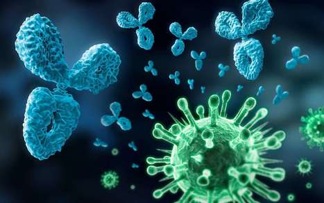 L'immunité contre le coronavirus durerait jusqu'à 8 mois | Actualité sanitaire et sociale - CRDI Croix-Rouge Compétence                               Hauts-de-France | Scoop.it